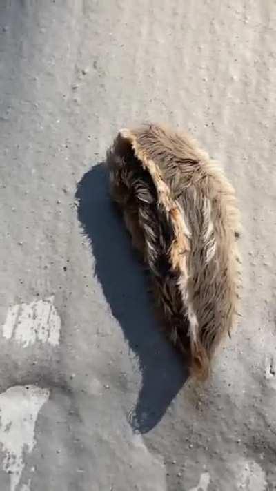 My cats found this outside the window, any idea what it is?