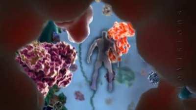 Sodium entering the cell after the iónico Channel binds a ligand