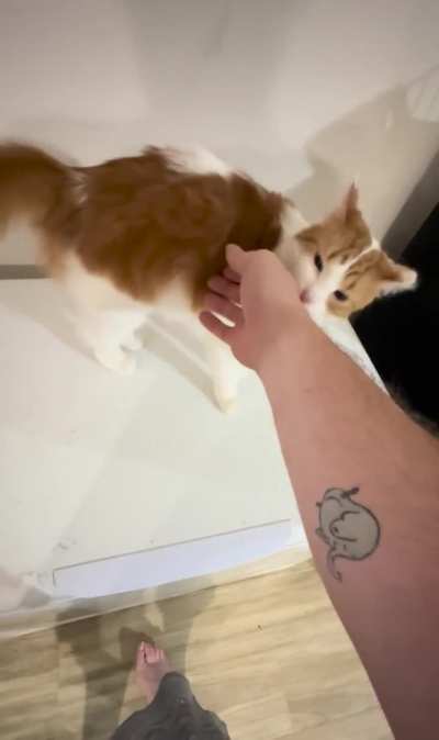 Our other cat Attila honestly the nicest cat I have ever met all he wants is love lol!