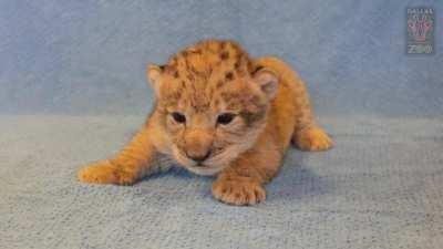 This lion cub looks like Simba from The Lion King