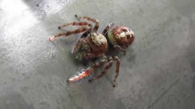 Some of the jumping spiders that can be found around Brisbane, Australia. Full video is on my YouTube.