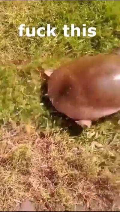 This obviously was not the tortoise in the hare story I heard about.