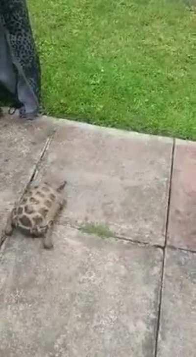 ...To get away from the turtle.