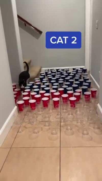 Not all cats are the same