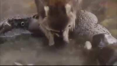 Guaxinins tendem a sempre lavar seu alimento antes de comer