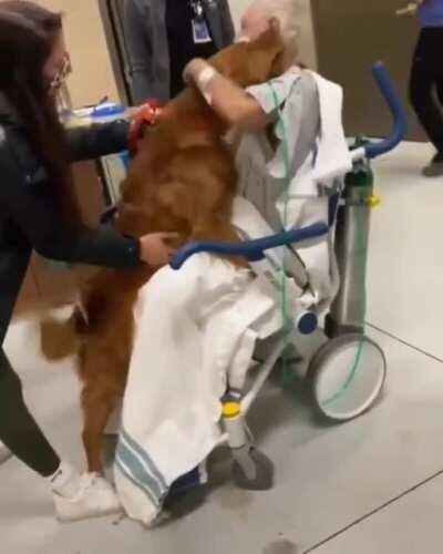 Dog goes to see owner in Hospital
