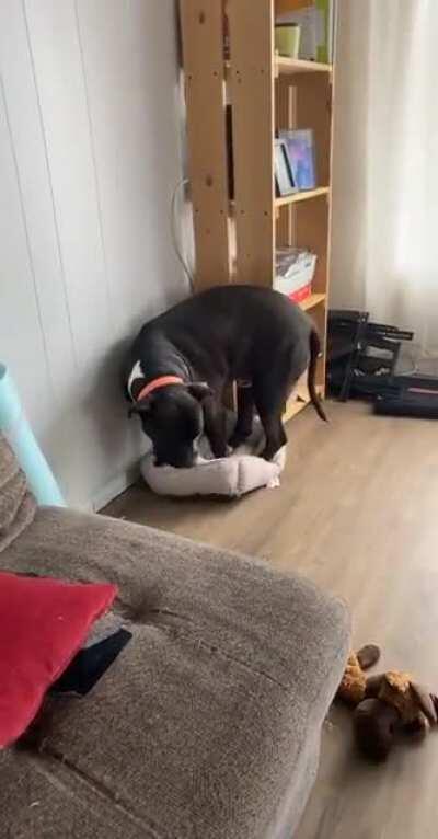 I lost it when he tried to lie down