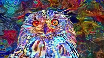 Psychedelic Owl (OC Style Transfer Video)