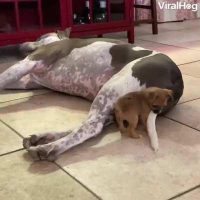 Little doggo tries to overcome the giant.