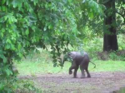 Baby elephant still trying to figure out the walking thing