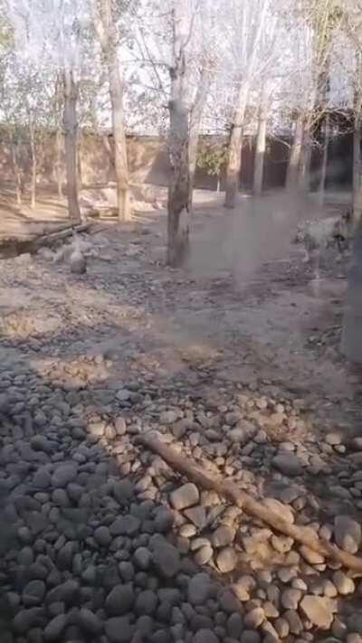 don't mess with the mad goose