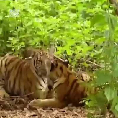 This video (and many others) never loads, but it loads immediately if I use “open in Safari” and go to the Reddit website. Is it Apollo or AT&T?