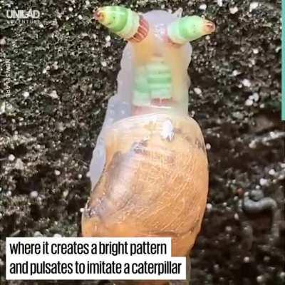 TIH zombie snails...