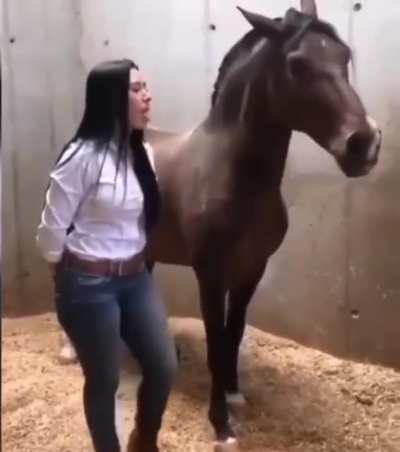 Весёлая лошадка