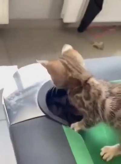 Yo, Where did the Cue ball went?