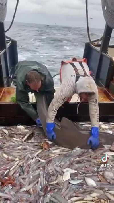 Shark gets a couple extra noms in before being tossed back into the ocean