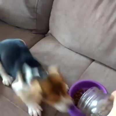 Beagle sind meine Lieblingsrasse