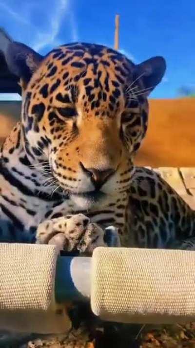 Tapping the noses of several big cats