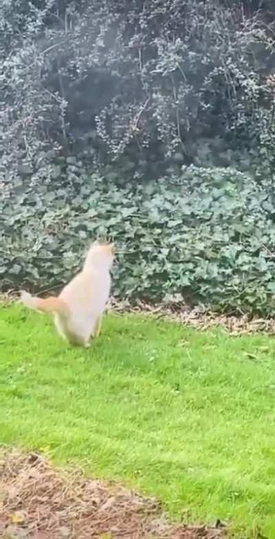 Orange just decided to become one with the plant