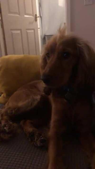 We managed to train her to stop barking, so now she microborks instead