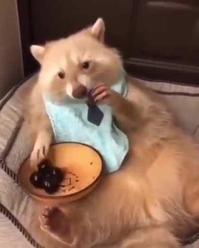 Everyone recolouring their Rocky pet today