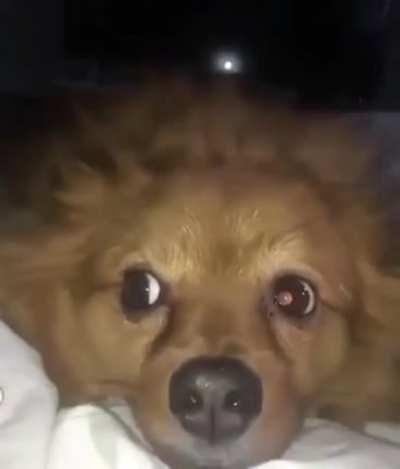 Beware the the wrath of Cerberus