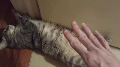 Cuidado cuando le tocan la panzita a su michi, pueden perder la mano. VER CON DISCRECIÓN