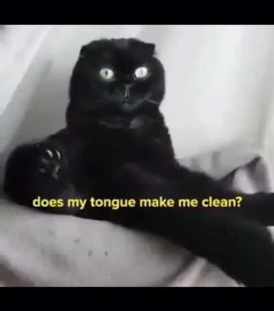 When your cat gets into your shroom jar...