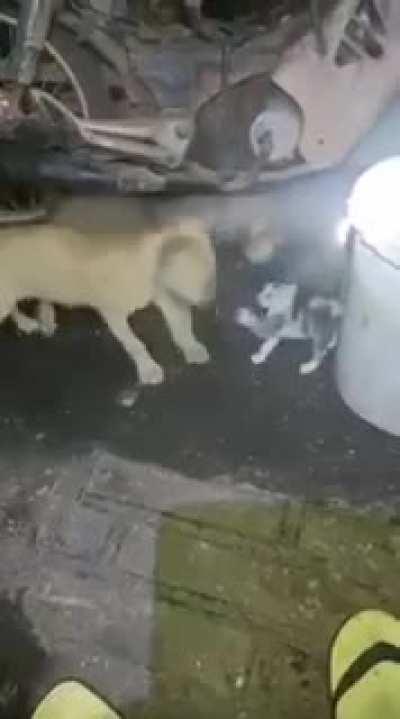 perros: beelce team /gato:thorcubed /moto:troyanos