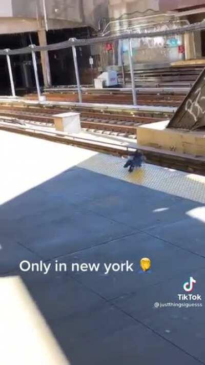 Pigeons execute pigeon