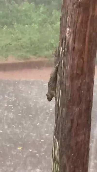 Squirrel - “What the fuck do I do”