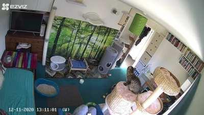 My cat is a hilarious asshole 🤣