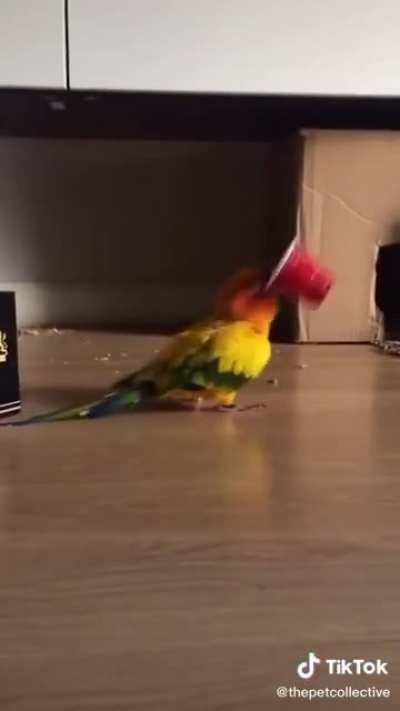 malfunctioning feathered friend