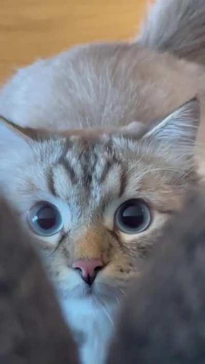 I’m lost when he has those attack eyes.