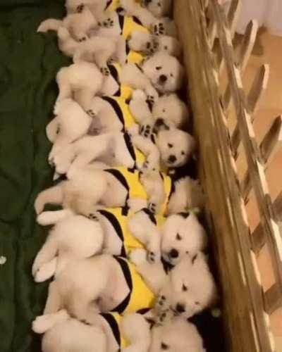 When all the puppies wake up from their nap at once...