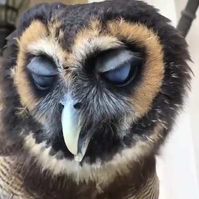 Did you know Owls have a third eyelid called the Nictitating Membrane which helps protect their eyes from damage? Well one more reason why Owls are so amazing.