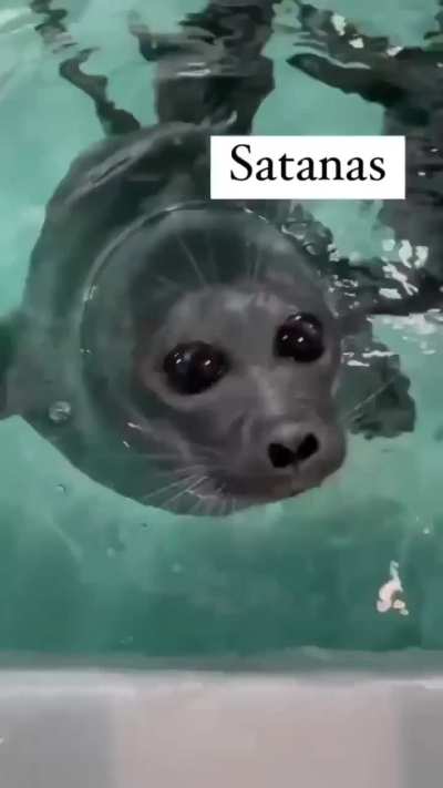 My favourite little demon seals))