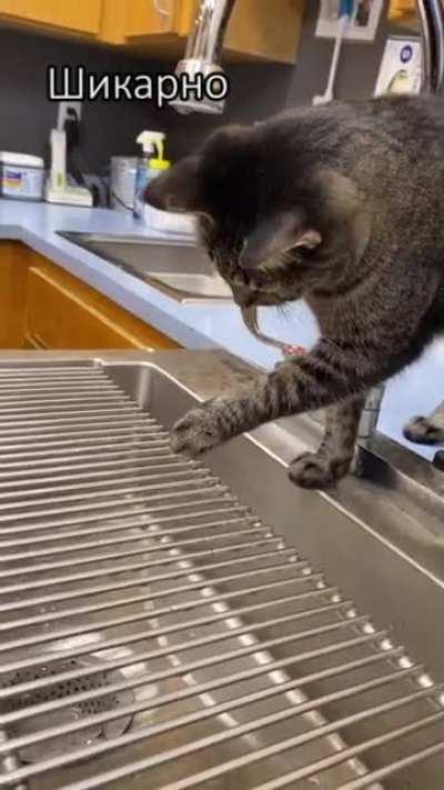 Когда попробовал кошачью мяту