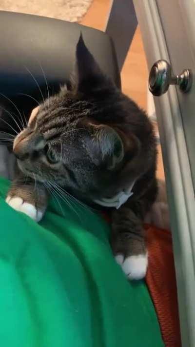 He refuses to let me work in peace! Demands to be held at all times.