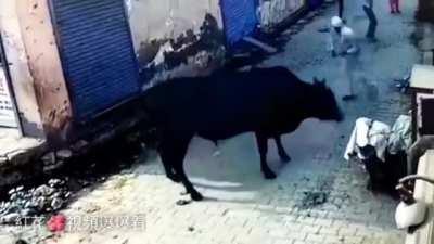 Beating a bull with a stick. WCGW?