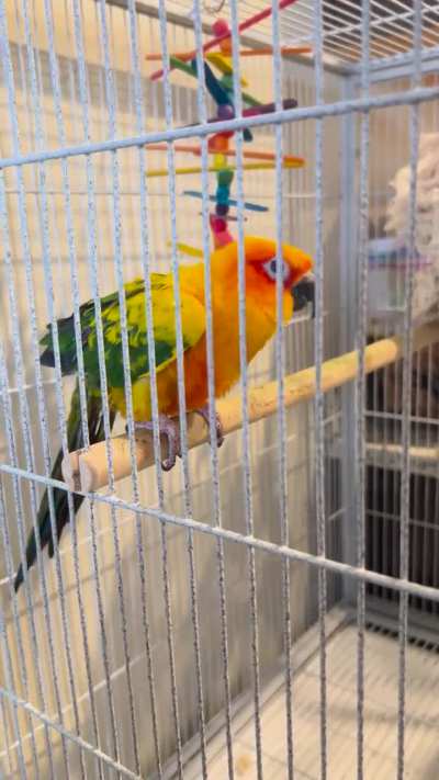 What in the world is Mango doing? Lol