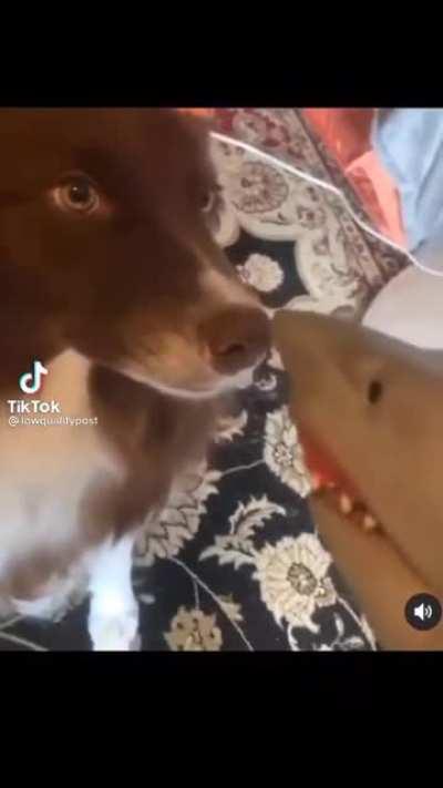 Blursed dog and shark