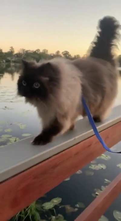 Noodle can't wait for the cooler weather 🍂