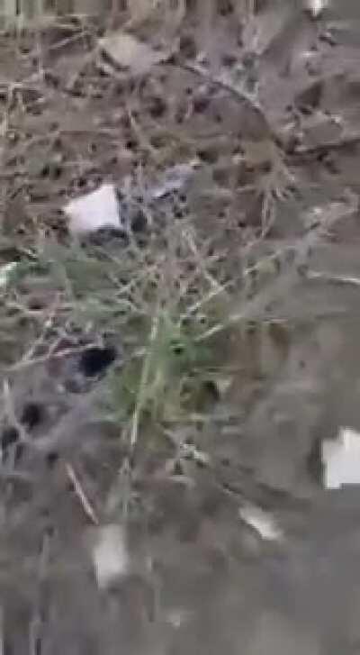 Ermeni köpeği Azerbaycan Ordusu'ndan kaçarken, vah vah yapıyor bir de, onu oraya gelirken düşünecektin...