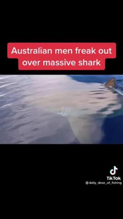 Freakout over giant sharky