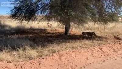 Leopard sneaks up on prey
