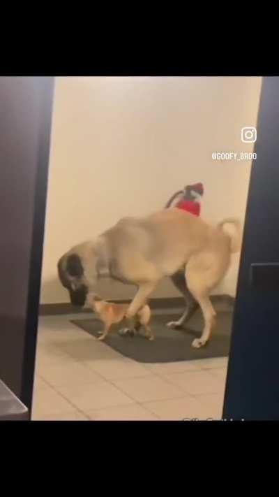 peak 21st century humour part 16