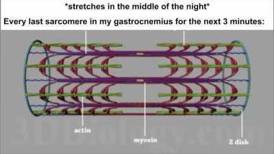 My calf actin up and titin-ing