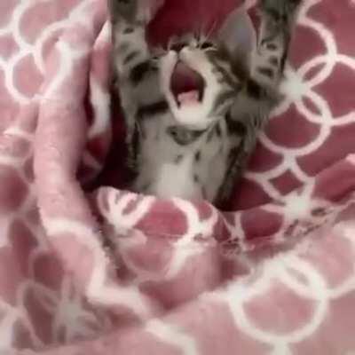 Просто милый котик, никакой политики