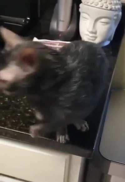 Я даже не знал что такие бывают. Это Волчий кот